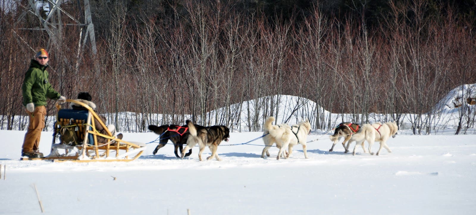 Dog sledding
