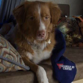 A dog at Triangle RV Centre